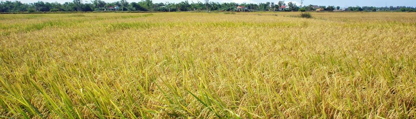 Çarşamba Toraman Pirinç