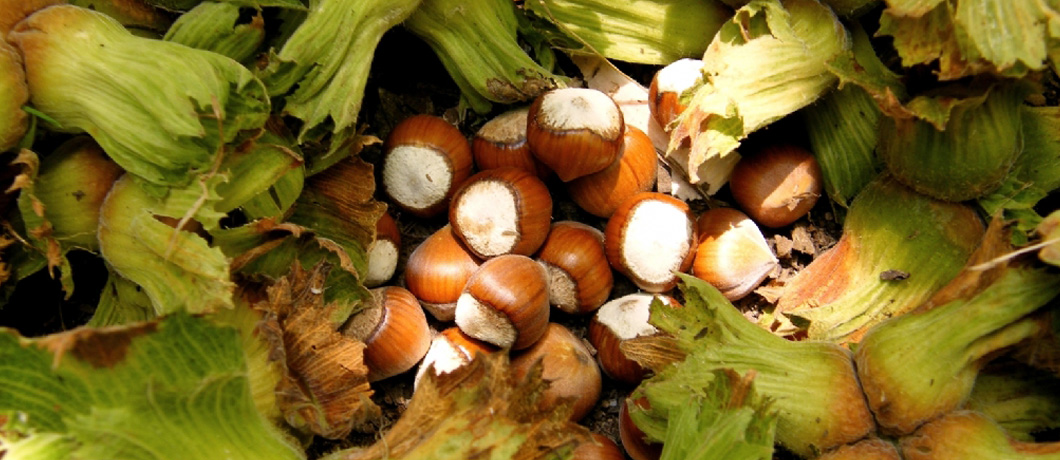 Çarşamba Toraman Pirinç